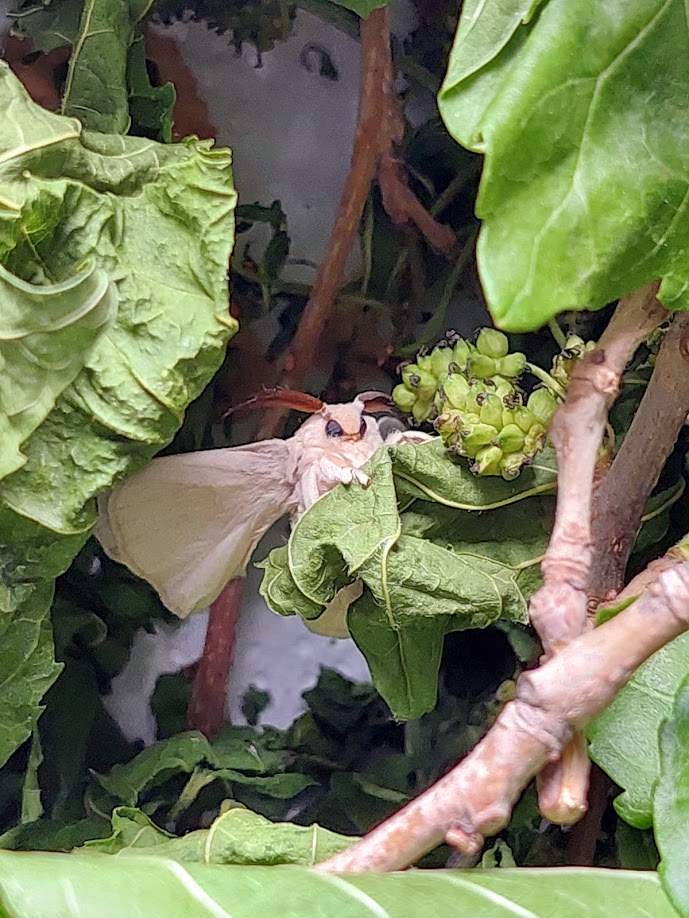 Transformaciones nómadas