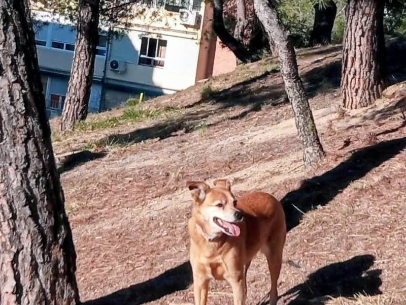 Amor y Compañía: La Historia de&nbsp;Negra